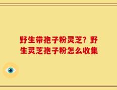 野生带孢子粉灵芝？野生灵芝孢子粉怎么收集