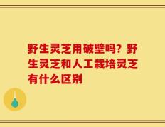 野生灵芝用破壁吗？野生灵芝和人工栽培灵芝有什么区别