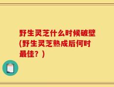 野生灵芝什么时候破壁(野生灵芝熟成后何时最佳？)