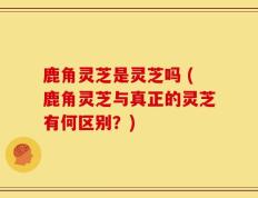 鹿角灵芝是灵芝吗 (鹿角灵芝与真正的灵芝有何区别？)