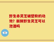 野生赤灵芝破壁粉的功效？新鲜野生灵芝可以泡酒吗