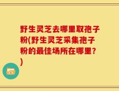 野生灵芝去哪里取孢子粉(野生灵芝采集孢子粉的最佳场所在哪里？)