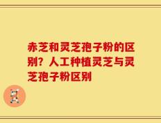 赤芝和灵芝孢子粉的区别？人工种植灵芝与灵芝孢子粉区别