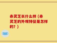 赤灵芝长什么样 (赤灵芝的外观特征是怎样的？)