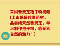 采树舌灵芝孢子粉视频(上山采摘珍贵药材，品尝纯天然舌灵芝，学习制作孢子粉，感受大自然的魅力！)
