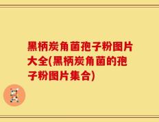 黑柄炭角菌孢子粉图片大全(黑柄炭角菌的孢子粉图片集合)