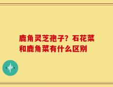 鹿角灵芝孢子？石花菜和鹿角菜有什么区别