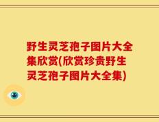 野生灵芝孢子图片大全集欣赏(欣赏珍贵野生灵芝孢子图片大全集)