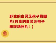 野生的白灵芝孢子粉图片(珍贵的白灵芝孢子粉现场照片！)