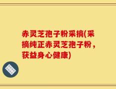 赤灵芝孢子粉采摘(采摘纯正赤灵芝孢子粉，获益身心健康)