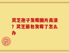 灵芝孢子发霉图片高清？灵芝菌包发霉了怎么办