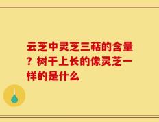云芝中灵芝三萜的含量？树干上长的像灵芝一样的是什么