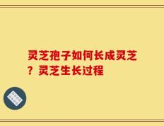 灵芝孢子如何长成灵芝？灵芝生长过程