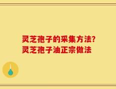 灵芝孢子的采集方法？灵芝孢子油正宗做法