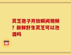灵芝孢子开放瞬间视频？新鲜野生灵芝可以泡酒吗