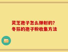 灵芝孢子怎么弹射的？冬荪的孢子粉收集方法