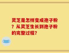 灵芝是怎样变成孢子粉？从灵芝生长到孢子粉的完整过程？