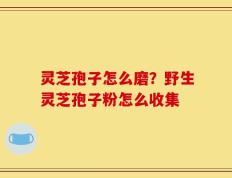 灵芝孢子怎么磨？野生灵芝孢子粉怎么收集