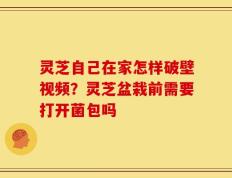 灵芝自己在家怎样破壁视频？灵芝盆栽前需要打开菌包吗