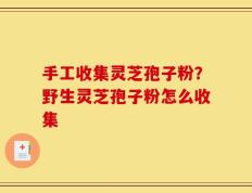 手工收集灵芝孢子粉？野生灵芝孢子粉怎么收集