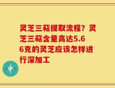 灵芝三萜提取流程？灵芝三萜含量高达5.66克的灵芝应该怎样进行深加工