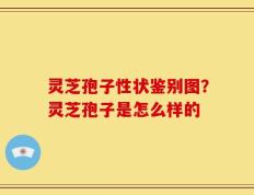 灵芝孢子性状鉴别图？灵芝孢子是怎么样的