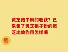 灵芝孢子粉的收获？已采集了灵芝孢子粉的灵芝功效作用怎样呢
