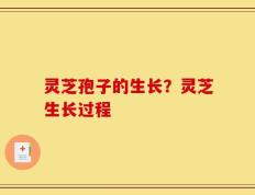 灵芝孢子的生长？灵芝生长过程