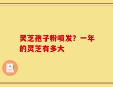 灵芝孢子粉喷发？一年的灵芝有多大