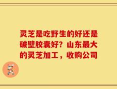 灵芝是吃野生的好还是破壁胶囊好？山东最大的灵芝加工，收购公司
