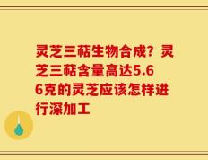 灵芝三萜生物合成？灵芝三萜含量高达5.66克的灵芝应该怎样进行深加工