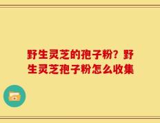 野生灵芝的孢子粉？野生灵芝孢子粉怎么收集