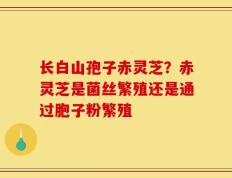 长白山孢子赤灵芝？赤灵芝是菌丝繁殖还是通过胞子粉繁殖
