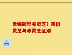 盘锦破壁赤灵芝？薄树灵芝与赤灵芝区别