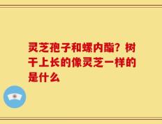 灵芝孢子和螺内酯？树干上长的像灵芝一样的是什么