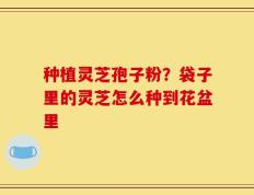 种植灵芝孢子粉？袋子里的灵芝怎么种到花盆里