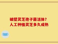 破壁灵芝孢子菌活体？人工种植灵芝多久成熟