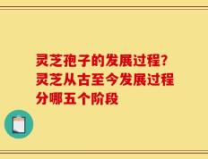 灵芝孢子的发展过程？灵芝从古至今发展过程分哪五个阶段