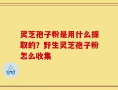 灵芝孢子粉是用什么提取的？野生灵芝孢子粉怎么收集