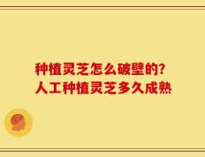 种植灵芝怎么破壁的？人工种植灵芝多久成熟