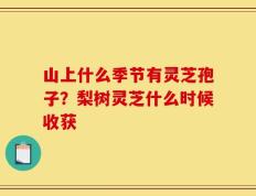 山上什么季节有灵芝孢子？梨树灵芝什么时候收获