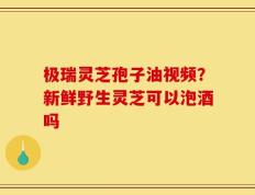 极瑞灵芝孢子油视频？新鲜野生灵芝可以泡酒吗