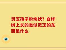 灵芝孢子粉块状？白桦树上长的类似灵芝的东西是什么