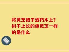 将灵芝孢子洒朽木上？树干上长的像灵芝一样的是什么