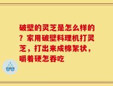 破壁的灵芝是怎么样的？家用破壁料理机打灵芝，打出来成棉絮状，嚼着硬怎吞吃