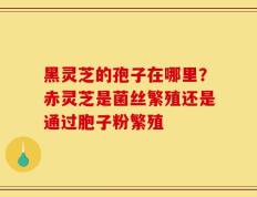 黑灵芝的孢子在哪里？赤灵芝是菌丝繁殖还是通过胞子粉繁殖