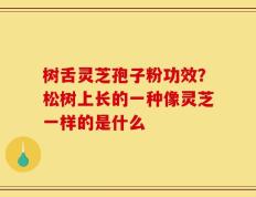 树舌灵芝孢子粉功效？松树上长的一种像灵芝一样的是什么