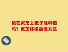 粘在灵芝上孢子能种植吗？灵芝移植最佳方法