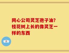 同心公司灵芝孢子油？桂花树上长的像灵芝一样的东西