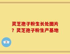 灵芝孢子粉生长处图片？灵芝孢子粉生产基地